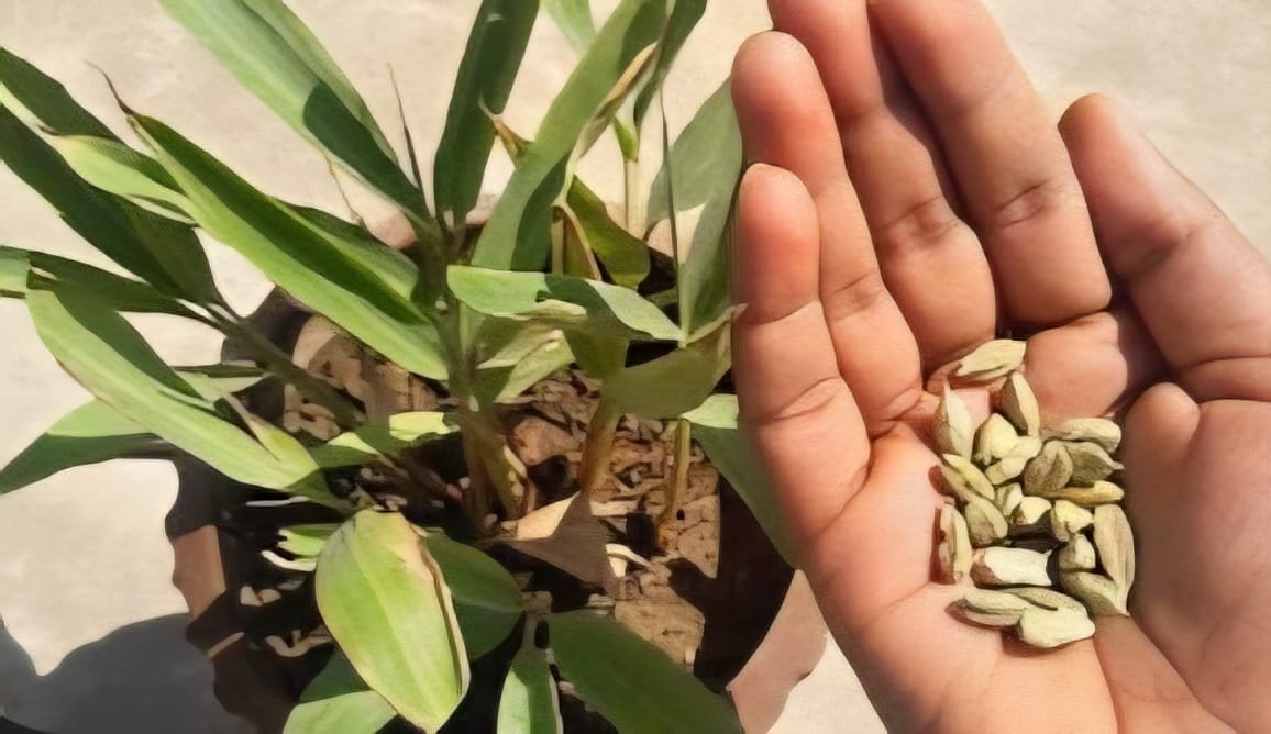 Small Green Cardamom
